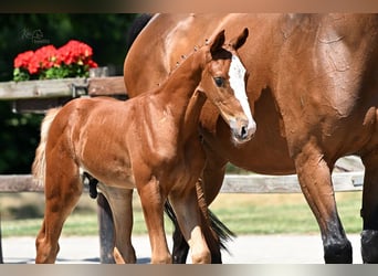 Oldenburg-International (OS), Stallion, Foal (05/2025), Chestnut-Red