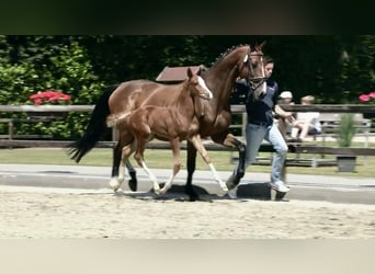 Oldenburg-International (OS), Stallion, , Chestnut-Red