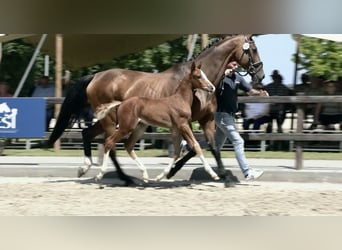 Oldenburg-International (OS), Stallion, , Chestnut-Red