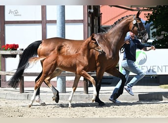 Oldenburg-International (OS), Stallion, Foal (05/2025), Chestnut-Red