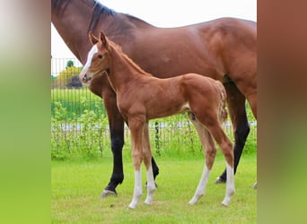 Oldenburg-International (OS), Stallion, , Chestnut-Red