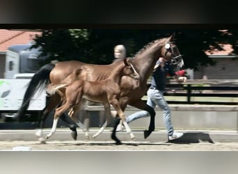 Oldenburg-International (OS), Stallion, , Chestnut-Red