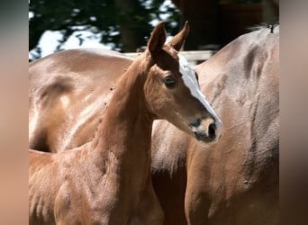 Oldenburg-International (OS), Stallion, , Chestnut-Red