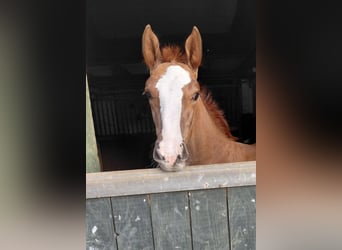 Oldenburg-International (OS), Stallion, Foal (05/2026), Chestnut-Red
