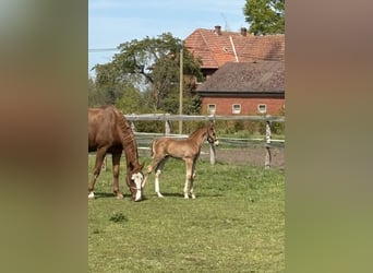 Oldenburg-International (OS), Stallion, Foal (04/2026), Chestnut-Red