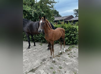 Oldenburg-International (OS), Stallion, Foal (05/2025), Chestnut