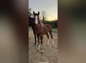 Oldenburg-International (OS), Stallion, Foal (04/2025), Chestnut