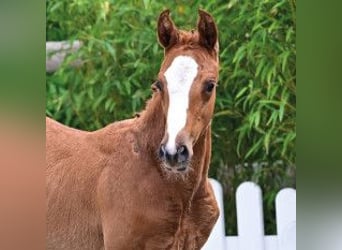 Oldenburg-International (OS), Stallion, Foal (03/2026), Chestnut
