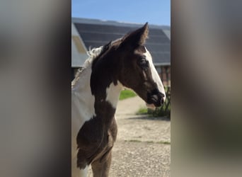 Oldenburg-International (OS), Stallion, , Pinto