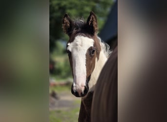 Oldenburg-International (OS), Stallion, , Pinto