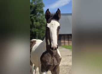 Oldenburg-International (OS), Stallion, , Pinto