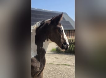 Oldenburg-International (OS), Stallion, , Pinto