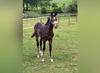 Oldenburg-International (OS), Stallion, Foal (04/2026)