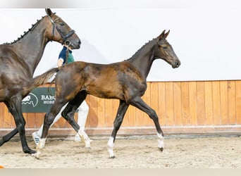 Oldenburg-International (OS), Stallion, Foal (04/2025)