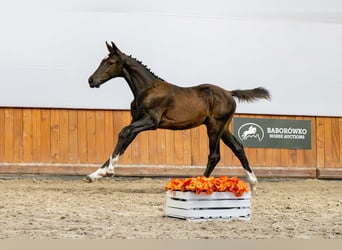 Oldenburg-International (OS), Stallion, Foal (04/2025)
