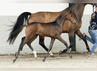 Oldenburg-International (OS), Stallion, Foal (06/2025)