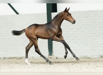 Oldenburg-International (OS), Stallion, Foal (06/2025)