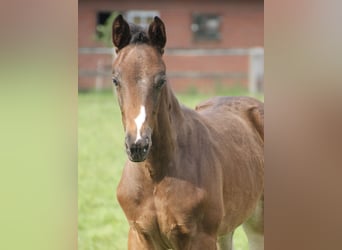 Oldenburg-International (OS), Stallion, Foal (03/2026), Smoky-Black