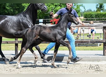 Oldenburg-International (OS), Stallion, , Smoky-Black
