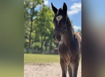 Oldenburg-International (OS), Stallion, Foal (04/2025), Smoky-Black