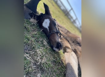 Oldenburg-International (OS), Stallion, Foal (04/2025), Smoky-Black