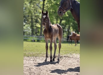 Oldenburg-International (OS), Stallion, Foal (04/2025), Smoky-Black