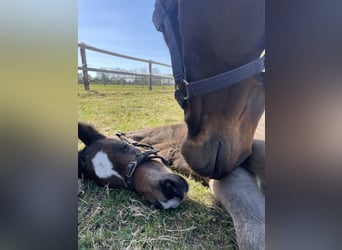 Oldenburg-International (OS), Stallion, Foal (04/2025), Smoky-Black