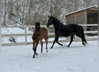 Oldenburg, Mare, 10 years, 15.2 hh, Black