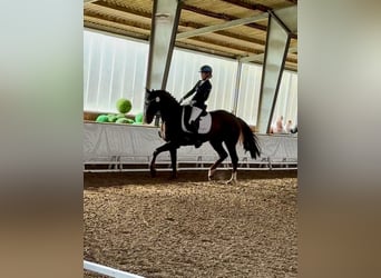 Oldenburg, Mare, 10 years, 15.3 hh