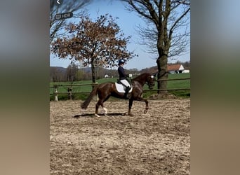 Oldenburg, Mare, 10 years, 15.3 hh