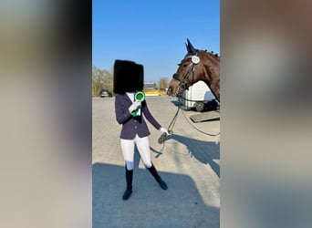 Oldenburg, Mare, 10 years, 15.3 hh