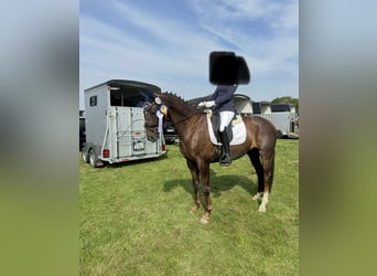 Oldenburg, Mare, 10 years, 15.3 hh