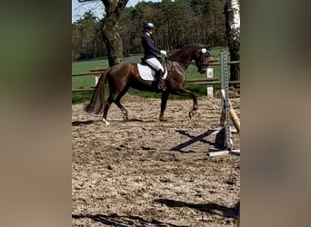 Oldenburg, Mare, 10 years, 15.3 hh
