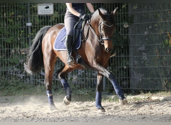 Oldenburg, Mare, 10 years, 15,2 hh, Brown