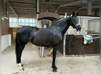 Oldenburg, Mare, 10 years, 16.1 hh, Bay-Dark