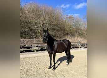 Oldenburg, Mare, 10 years, 16.1 hh, Black