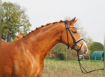 Oldenburg, Mare, 10 years, 16,1 hh, Chestnut-Red