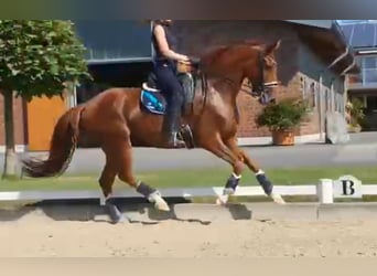 Oldenburg, Mare, 10 years, 16,1 hh, Chestnut-Red