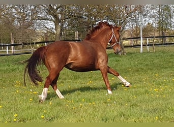 Oldenburg, Mare, 10 years, 16,1 hh, Chestnut-Red