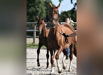 Oldenburg, Mare, 10 years, 16,1 hh, Chestnut-Red