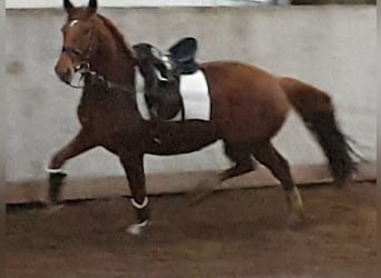 Oldenburg, Mare, 10 years, 16,1 hh, Chestnut-Red