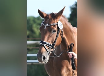 Oldenburg, Mare, 10 years, 16,1 hh, Chestnut-Red