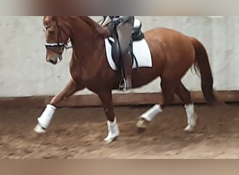 Oldenburg, Mare, 10 years, 16,1 hh, Chestnut-Red