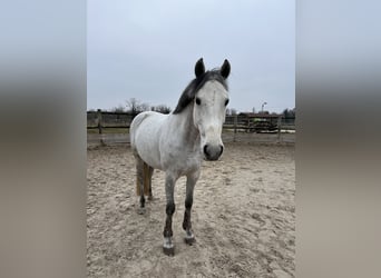 Oldenburg, Mare, 10 years, 16,1 hh, Gray