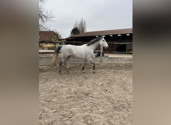 Oldenburg, Mare, 10 years, 16,1 hh, Gray