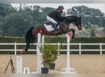 Oldenburg, Mare, 10 years, 16,2 hh, Bay-Dark