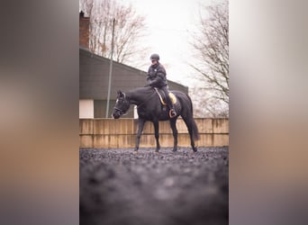 Oldenburg, Mare, 10 years, 16.2 hh, Black
