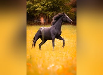 Oldenburg, Mare, 10 years, 16.2 hh, Black