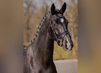 Oldenburg, Mare, 10 years, 16.2 hh, Black