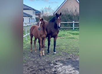 Oldenburg, Mare, 10 years, 16,2 hh, Brown